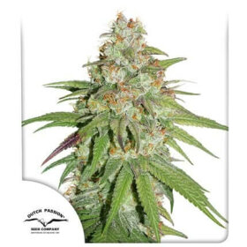 Dutch Passion Glueberry O.G. - 3 feminized seeds