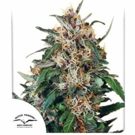 Dutch Passion Hollands Hope - 3 feminized seeds