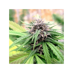 Dutch Passion Hollands Hope - 3 feminized seeds