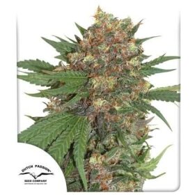 Dutch Passion Master Kush - 3 feminized seeds