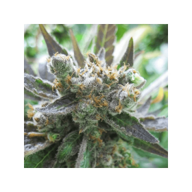 Dutch Passion Master Kush - 3 feminized seeds