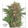 Dutch Passion Master Kush - 3 feminisierte Samen