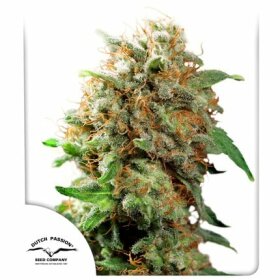 Dutch Passion Mazar - 3 feminized seeds