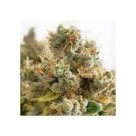 Dutch Passion Mazar - 3 feminized seeds