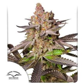 Dutch Passion Melonade Runtz - 3 feminized seeds