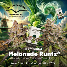 Dutch Passion Melonade Runtz - 3 feminized seeds