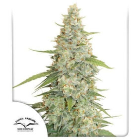 Dutch Passion Meringue - 3 feminized seeds