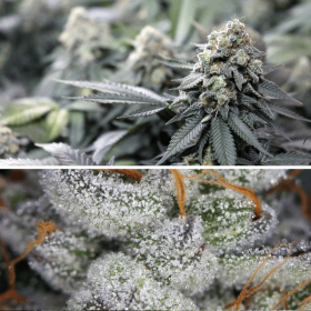 Dutch Passion Meringue - 3 feminized seeds