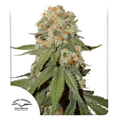 Dutch Passion Orange Bud - 3 feminisierte Samen