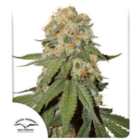 Dutch Passion Orange Bud - 3 feminized seeds