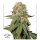 Dutch Passion Orange Bud - 3 feminisierte Samen