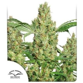 Dutch Passion Power Plant - 3 feminized seeds