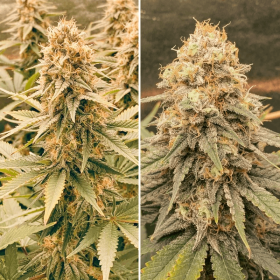 Dutch Passion Power Plant - 3 feminized seeds