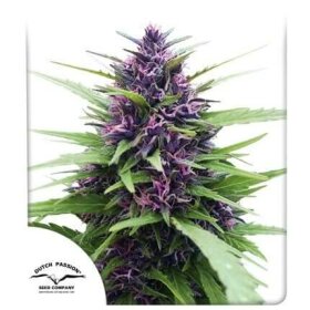 Dutch Passion Shaman - 3 feminized seeds