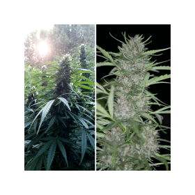 Dutch Passion Shaman - 3 feminized seeds