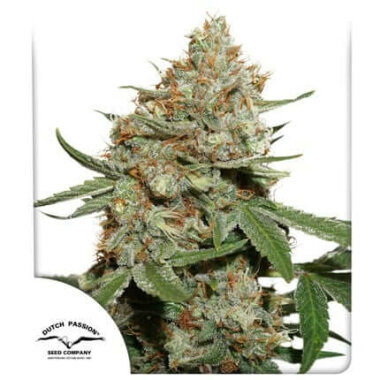 Dutch Passion Skunk #1 - 3 feminisierte Samen