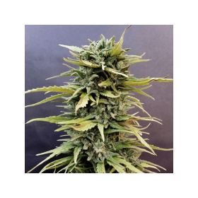 Dutch Passion Skunk #1 - 3 feminisierte Samen