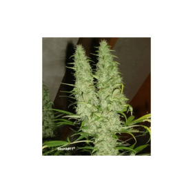 Dutch Passion Skunk #1 - 3 feminisierte Samen