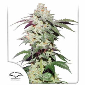 Dutch Passion Skywalker Haze - 3 feminized seeds