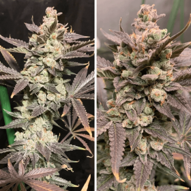 Dutch Passion Skywalker Haze - 3 feminized seeds