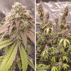 Dutch Passion Skywalker Haze - 3 feminisierte Samen