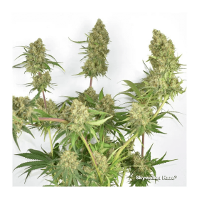 Dutch Passion Skywalker Haze - 3 feminisierte Samen