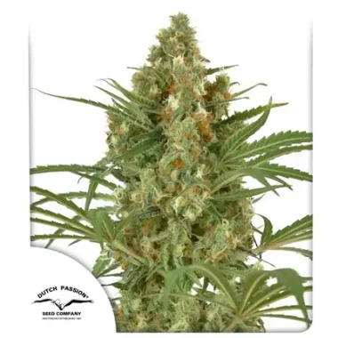 Dutch Passion Snow Bud - 3 feminisierte Samen