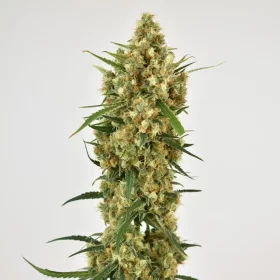 Dutch Passion Snow Bud - 3 feminized seeds