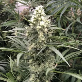 Dutch Passion Snow Bud - 3 feminisierte Samen