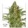 Dutch Passion Snow Bud - 3 feminisierte Samen