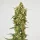 Dutch Passion Snow Bud - 3 feminisierte Samen