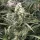 Dutch Passion Snow Bud - 3 feminisierte Samen