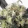 Dutch Passion Snow Bud - 3 feminisierte Samen