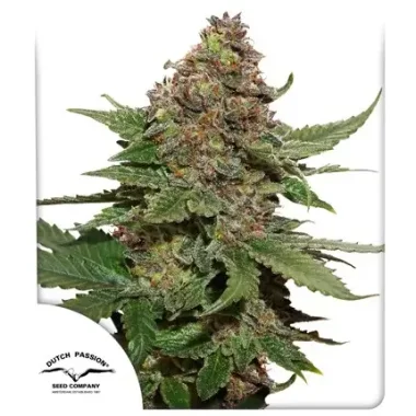 Dutch Passion Strawberry Cough - 3 feminisierte Samen