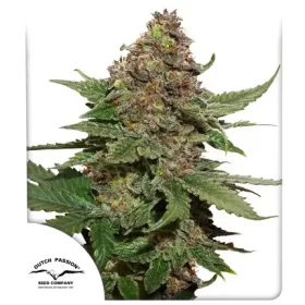 Dutch Passion Strawberry Cough - 3 feminized seeds