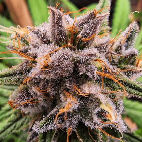 Dutch Passion Strawberry Cough - 3 feminisierte Samen