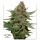 Dutch Passion Strawberry Cough - 3 feminisierte Samen