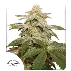 Dutch Passion Sugar Bomb Punch - 3 feminized seeds