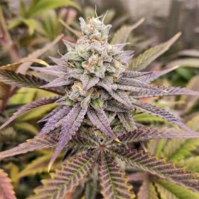 Dutch Passion Sugar Bomb Punch - 3 feminized seeds