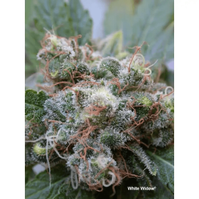 Dutch Passion White Widow - 3 feminisierte Samen