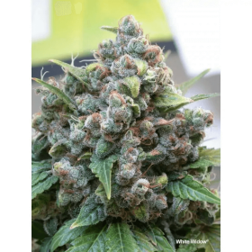 Dutch Passion White Widow - 3 feminisierte Samen