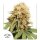 Dutch Passion White Widow - 3 feminisierte Samen