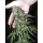 Dutch Passion White Widow - 3 feminisierte Samen