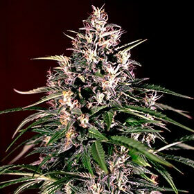 G13 Labs Auto Dosi - 5 automated seeds