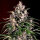 G13 Labs AUTO Dosi - 5 autoflowering Samen