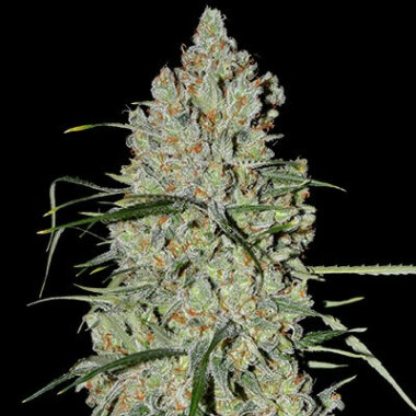 G13 Labs Auto Pineapple Express #2 - 5 automatisierte Samen