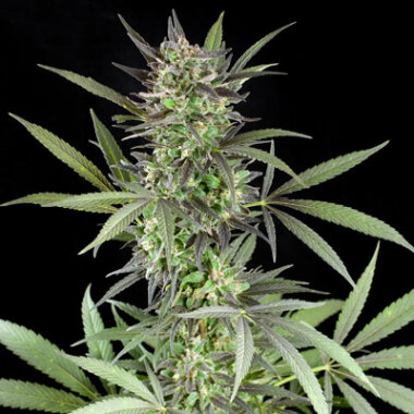 G13 Labs Blue Venom - 5 feminisierte Samen