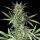 G13 Labs Blue Venom - 5 feminisierte Samen