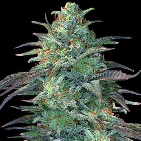 G13 Labs Eggnog OG - 5 feminized seeds