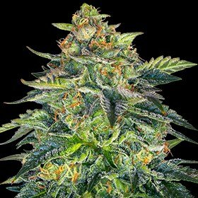 G13 Labs Auto London Cream Cake - 5 automatisierte Samen